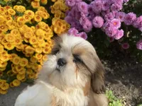 Ace, a male Shih Tzu for sale in Troy, MI – Photo 5 of 10