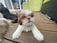 Little Eva, a female Shih Tzu for sale in Troy, MI – 2 of 10