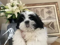 Little Ralp, a male Shih Tzu for sale in Troy, MI – 7 of 10