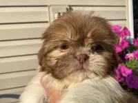 Sweet Bella , a female Shih Tzu for sale in Troy, MI – 7 of 8