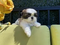 Cupcake, a female Shih Tzu for sale in Troy, MI – 6 of 10