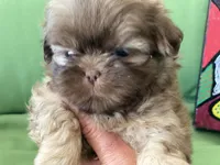 Sasha, a female Shih Tzu for sale in Troy, MI – 4 of 8