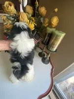 Little Ralp, a male Shih Tzu for sale in Troy, MI – 9 of 10