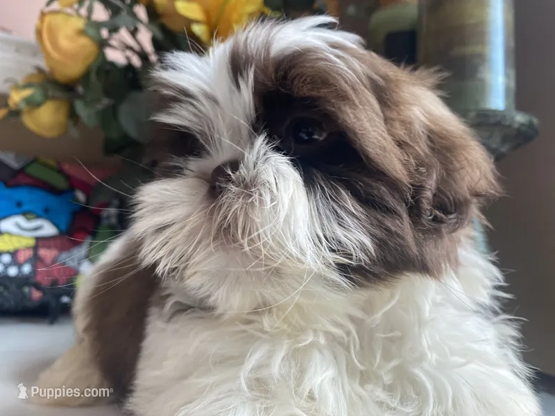 Little Eva – Shih Tzu puppy on hold in Troy, MI