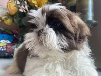 Little Eva, a female Shih Tzu for sale in Troy, MI – 1 of 8