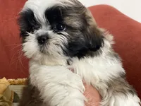 Little Teddy, a male Shih Tzu for sale in Troy, MI – 10 of 10