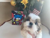 Betsy, a female Shih Tzu for sale in Troy, MI – Photo 4 of 9