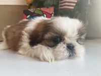 Betsy, a female Shih Tzu for sale in Troy, MI – Photo 8 of 9