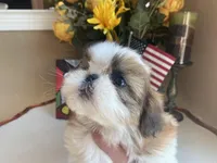 Betsy, a female Shih Tzu for sale in Troy, MI – Photo 1 of 9
