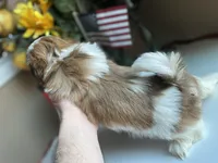 Betsy, a female Shih Tzu for sale in Troy, MI – Photo 7 of 9