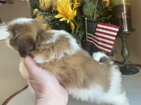 Betsy, a female Shih Tzu for sale in Troy, MI – Photo 9 of 9