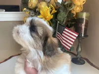 Betsy, a female Shih Tzu for sale in Troy, MI – Photo 6 of 9