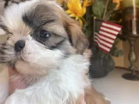 Betsy, a female Shih Tzu for sale in Troy, MI – Photo 2 of 9