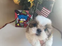 Betsy, a female Shih Tzu for sale in Troy, MI – Photo 5 of 9