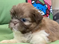Bella, a female Shih Tzu for sale in Troy, MI – 6 of 10