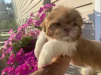 Sweet Bella , a female Shih Tzu for sale in Troy, MI – 8 of 8