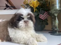 Little Eva, a female Shih Tzu for sale in Troy, MI – 6 of 8