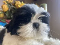 Little Ralp, a male Shih Tzu for sale in Troy, MI – 6 of 10