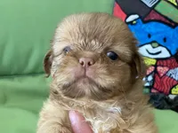 Diva, a female Shih Tzu for sale in Troy, MI – 1 of 7