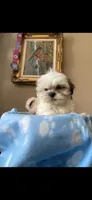 Little Romeo, a male Shih Tzu for sale in Troy, MI – 10 of 10