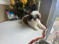 Little Eva, a female Shih Tzu for sale in Troy, MI – 4 of 8