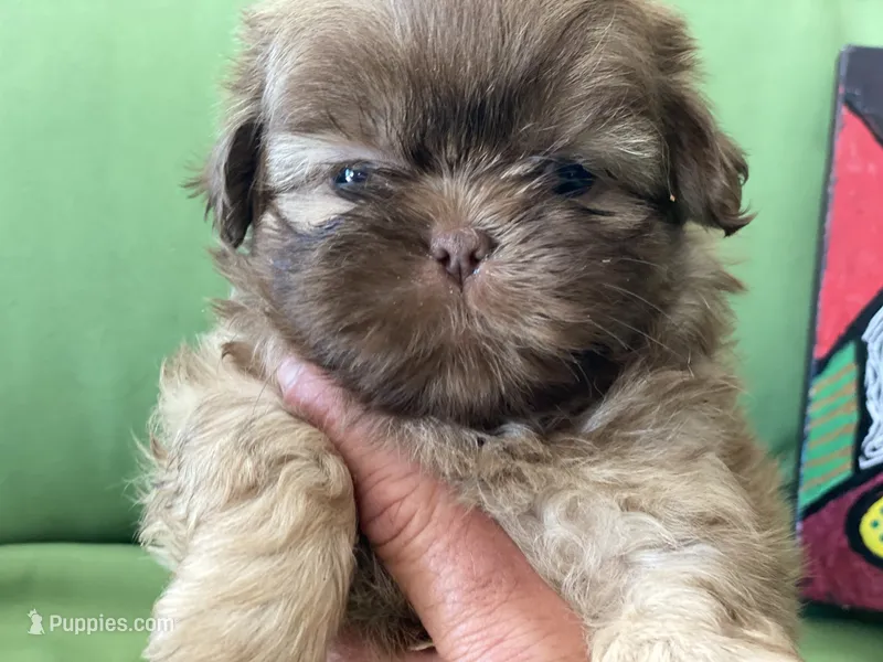 Sasha – Shih Tzu puppy for sale in Troy, MI