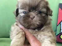 Sasha, a female Shih Tzu for sale in Troy, MI – 1 of 8