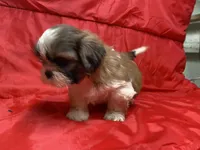 Mila, a female Shih Tzu for sale in Troy, MI – Photo 5 of 5