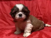 Mila, a female Shih Tzu for sale in Troy, MI – Photo 3 of 5