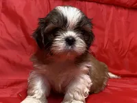 Mila, a female Shih Tzu for sale in Troy, MI – Photo 2 of 5
