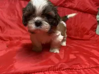 Mila, a female Shih Tzu for sale in Troy, MI – Photo 1 of 5