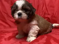 Mila, a female Shih Tzu for sale in Troy, MI – Photo 4 of 5