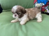 Simba, a male Shih Tzu for sale in Troy, MI – 6 of 7