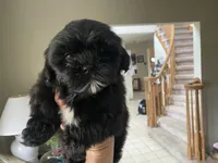 Cupcake 🩷🌟, a female Shihpoo for sale in Troy, MI – Photo 4 of 6