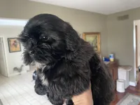 Cupcake 🩷🌟, a female Shihpoo for sale in Troy, MI – Photo 5 of 6