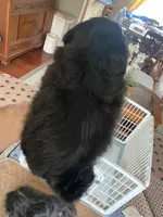 Cupcake 🩷🌟, a female Shihpoo for sale in Troy, MI – Photo 3 of 6