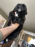 Cupcake 🩷🌟, a female Shihpoo for sale in Troy, MI – Photo 6 of 6