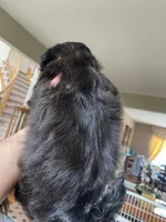 Cupcake 🩷🌟, a female Shihpoo for sale in Troy, MI – Photo 2 of 6