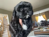 Cupcake 🩷🌟, a female Shihpoo for sale in Troy, MI – Photo 1 of 6