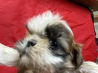 Cupcake, a female Shih Tzu for sale in Troy, MI – Photo 3 of 7