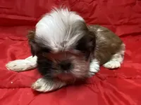 Cupcake, a female Shih Tzu for sale in Troy, MI – Photo 2 of 7