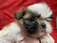 Cupcake, a female Shih Tzu for sale in Troy, MI – Photo 4 of 7