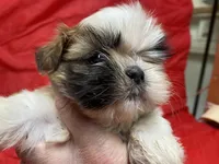 Cupcake, a female Shih Tzu for sale in Troy, MI – Photo 5 of 7