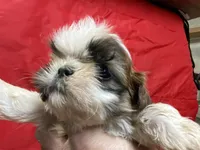 Cupcake, a female Shih Tzu for sale in Troy, MI – Photo 1 of 7