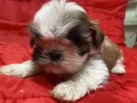 Cupcake, a female Shih Tzu for sale in Troy, MI – Photo 6 of 7