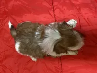 Cupcake, a female Shih Tzu for sale in Troy, MI – Photo 7 of 7