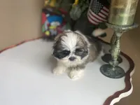 Little Teddy, a male Shih Tzu for sale in Troy, MI – 4 of 10
