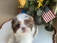 Gucci, a male Shih Tzu for sale in Troy, MI – 7 of 9