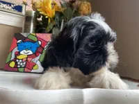 Dallas, a male Shih Tzu for sale in Troy, MI – Photo 2 of 9