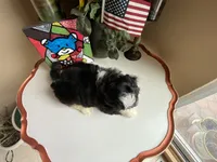 Dallas, a male Shih Tzu for sale in Troy, MI – Photo 8 of 9